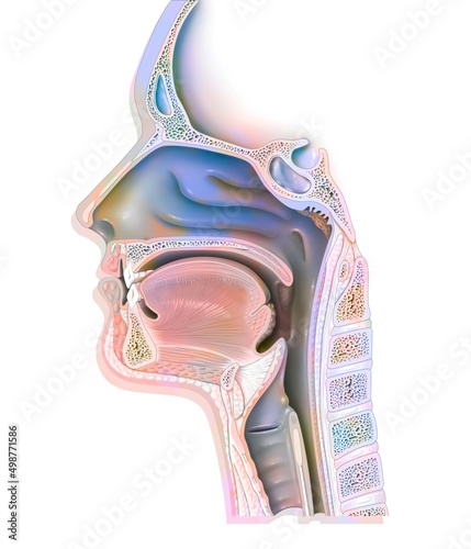 Upper airways showing the larynx epiglottis. photo