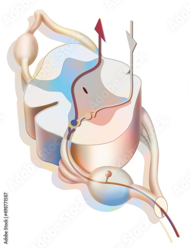 Path and its inhibition of pain in the spinal cord. photo