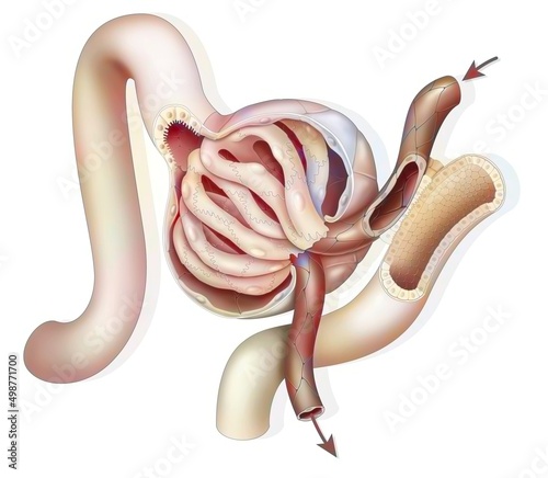 Anatomy of a renal glomerulus with afferent and efferent glomerular.