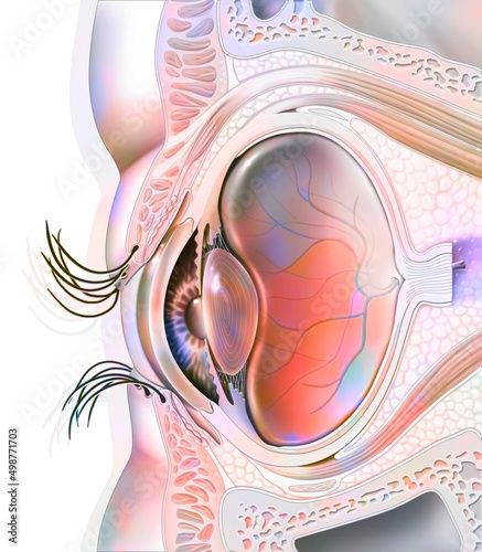 Eye anatomy and sectional eyelids with lens retina. photo