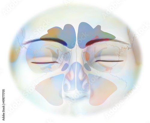 Sinus with frontal sphenoidal ethmoidal and maxillary sinuses. photo