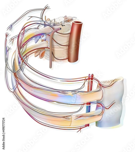 Intercostal space with blood vessels and nerves. photo