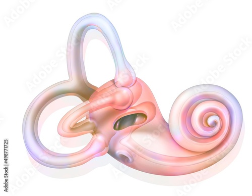 Anatomy of the inner ear showing the macule. photo
