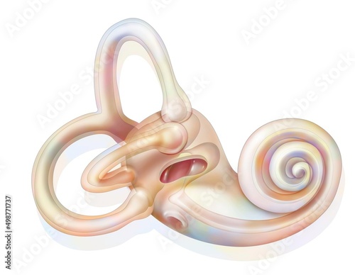 Anatomy of the inner ear showing the macule.