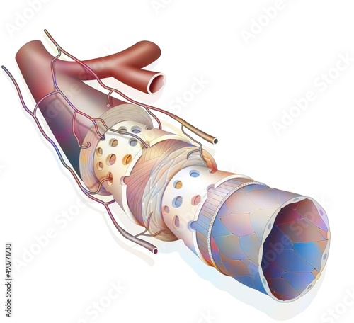 Different walls constituting an artery: adventitious tunic. photo