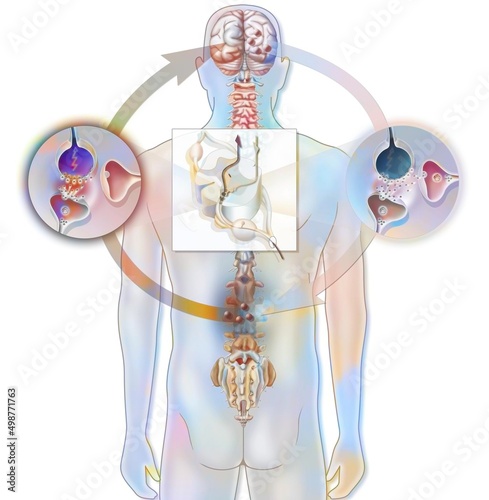 Foto Pain path and its inhibition in the spinal cord.