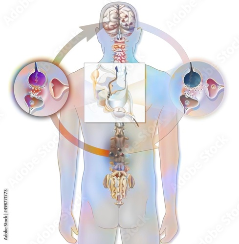 Tableau sur toile Pain path and its inhibition in the spinal cord.