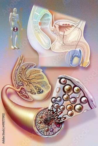 Male genitalia. Medicine andrology genital system photo