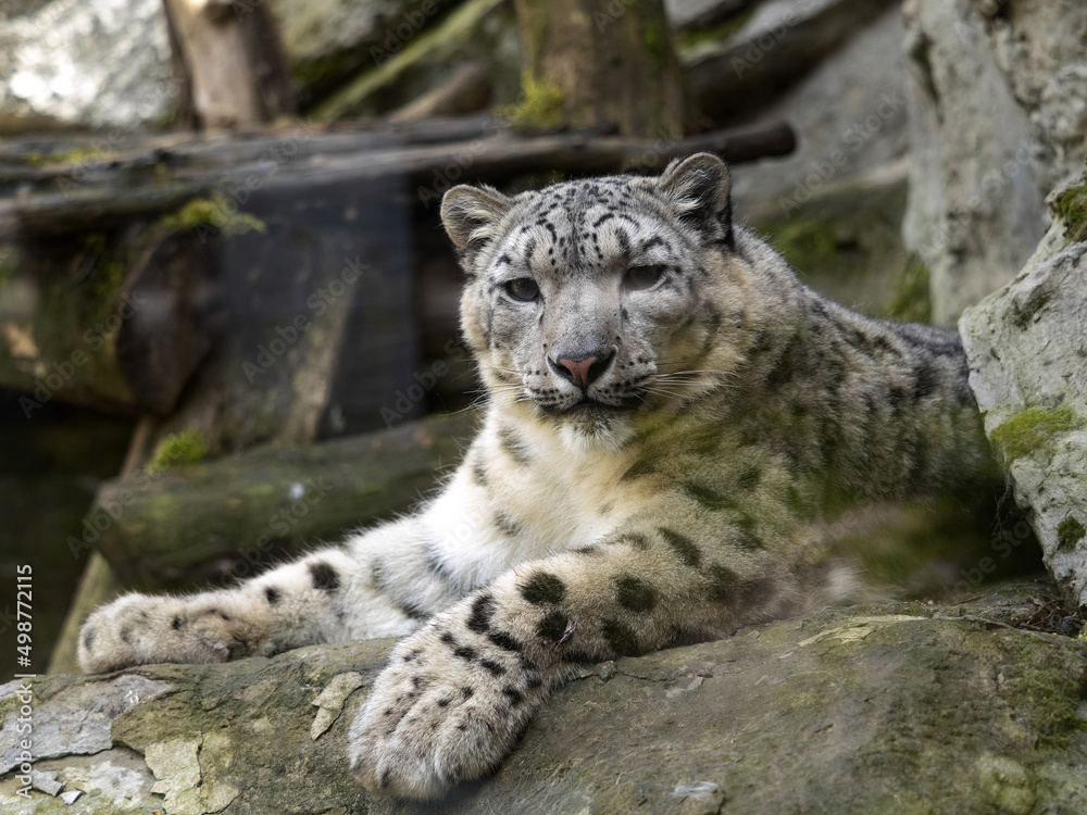 A snow leopard, Panthera uncia, observes the surroundings A snow leopard, Panthera uncia, observes the surroundings
