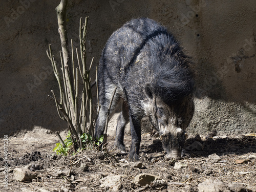 Visayan warty pig, Sus cebifrons negrinus, rare pig from the Philippines