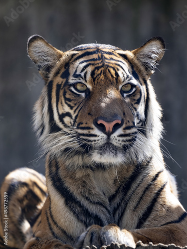 Portrait of a young female Sumatran Tiger  Panthera tigris sumatrae.