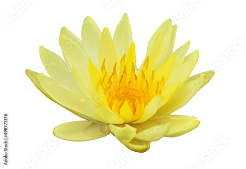 Lotus on the white background