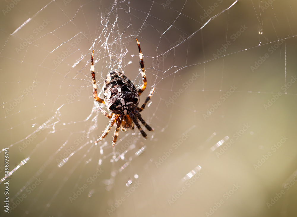 Eine Kreuzspinne in ihrem Netz, Nahaufnahme einer Kreuzspinne. Eine Kreuzspinne in ihrem Netz, Nahaufnahme einer Kreuzspinne.
