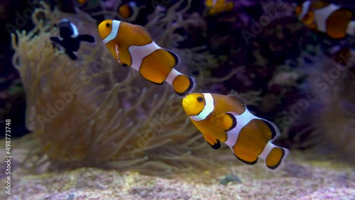 Ocellaris clownfish or Amphiprion ocellaris swimming underwater photo