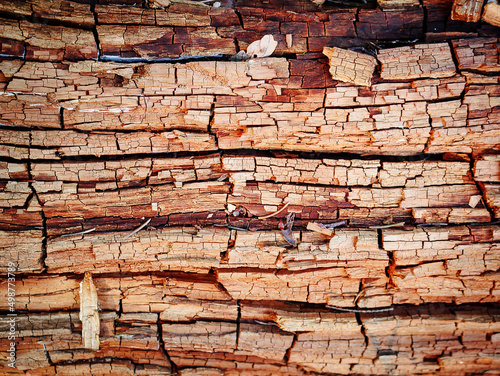 Photography Tree trunk wood texture with pine needlles, dry leaves and scratches