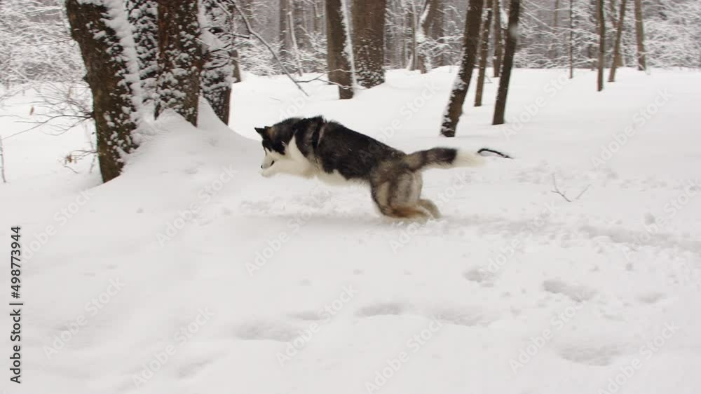 Siberian husky runs in a snow-covered forest through deep snow between branches in slow motion. High quality 4k footage Siberian husky runs in a snow-covered forest through deep snow between branches in slow motion. High quality 4k footage