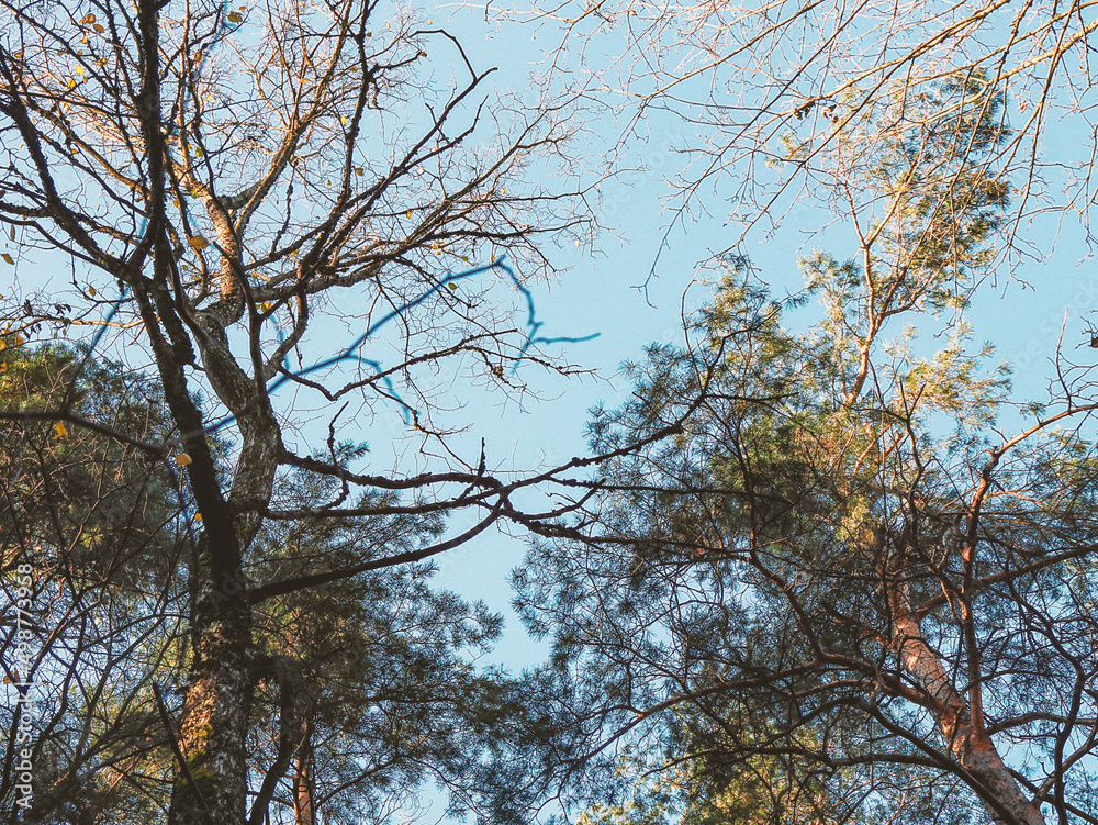 Leafless trees branches on blue sky background Leafless trees branches on blue sky background