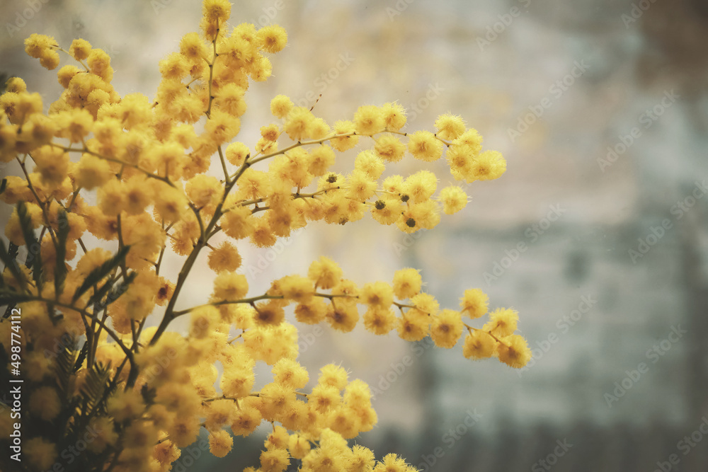 Mimosa yellow flufffy flowerson window sill on pale background Mimosa yellow flufffy flowerson window sill on pale background