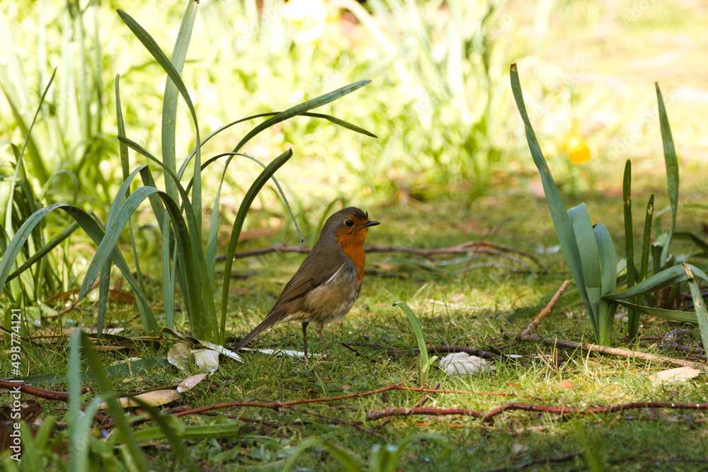 Obraz premium bird on the grass