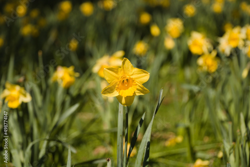 Fototapeta Naklejka Na Ścianę i Meble -  daffodils in spring