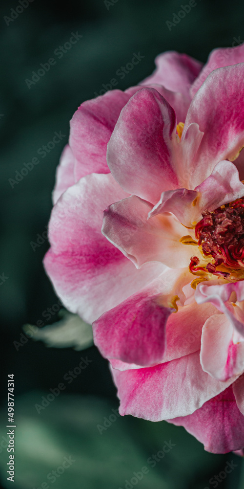 pink flower with black background. pink flower for phone wallpaper pink flower with black background. pink flower for phone wallpaper