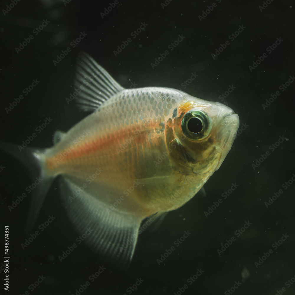 brown fish in a tank, close up shot of a fish with black background brown fish in a tank, close up shot of a fish with black background