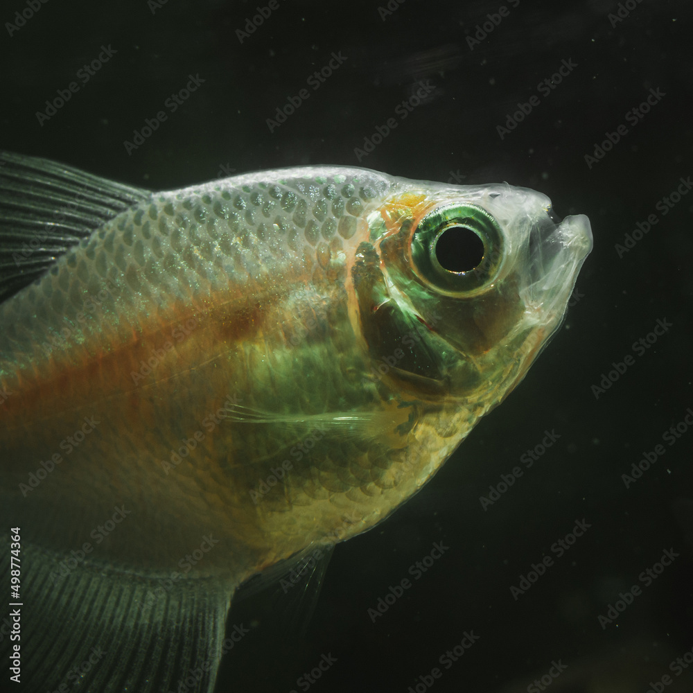 brown fish in a tank, close up shot of a fish with black background brown fish in a tank, close up shot of a fish with black background