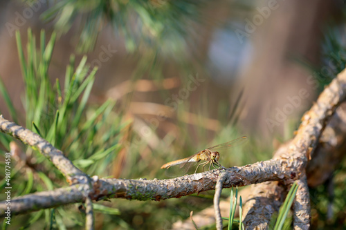 Portrait einer Libelle im Sommer in der freien Natur.
