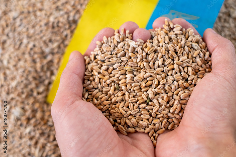 farmer's hands with wheat on the background of the Ukrainian flag farmer's hands with wheat on the background of the Ukrainian flag