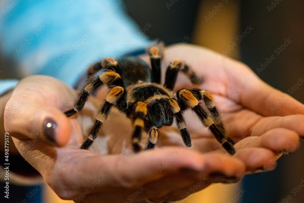 spider on hand spider on hand