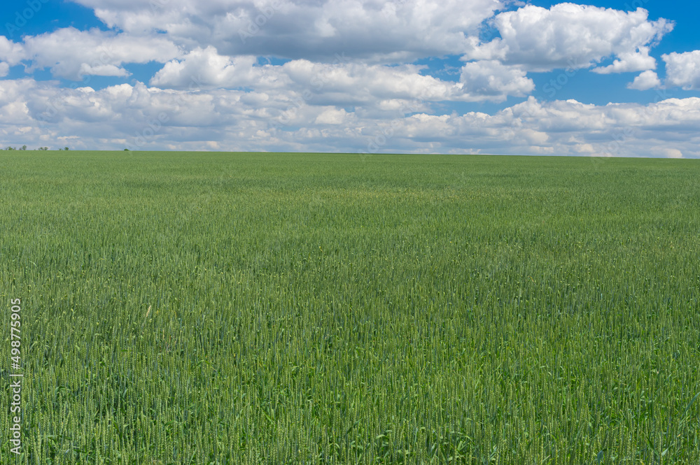 June landscape with agricultural unripe wheat field near Dnipro city,  Ukraine