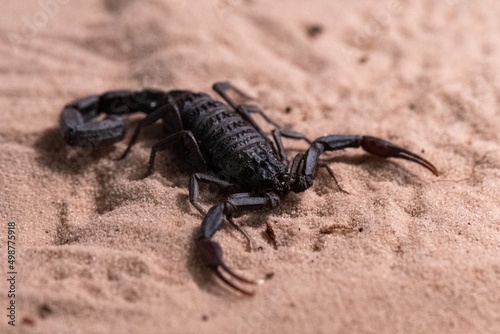 scorpion on the beach