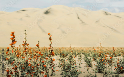 Eureka Sand Dunes in spring orange bloom.
