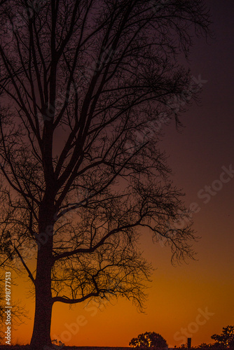 árbol © Logan