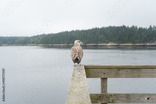 Sea bird looking at camera