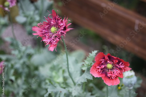 pink flower
