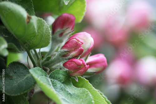 Apple blossoms in spring. Close-up.