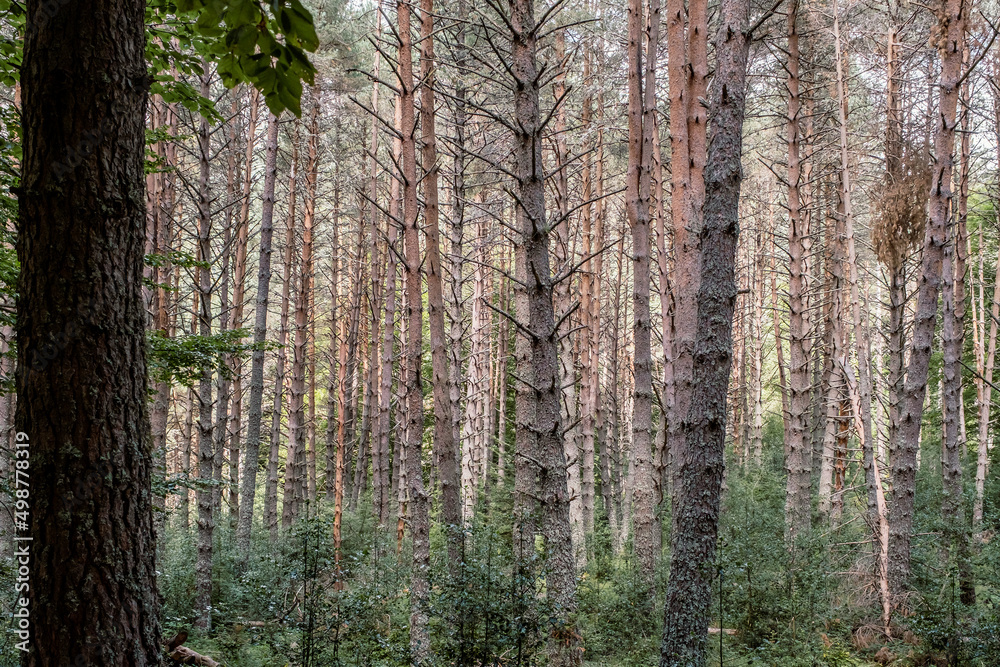 Scots pine forest Scots pine forest