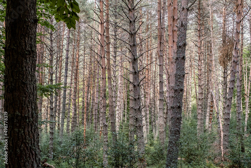 Fototapeta Naklejka Na Ścianę i Meble -  Scots pine forest