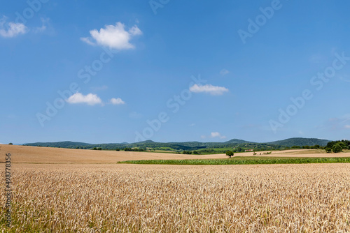 Landschaft mit Getreidefeldern  Pfalz