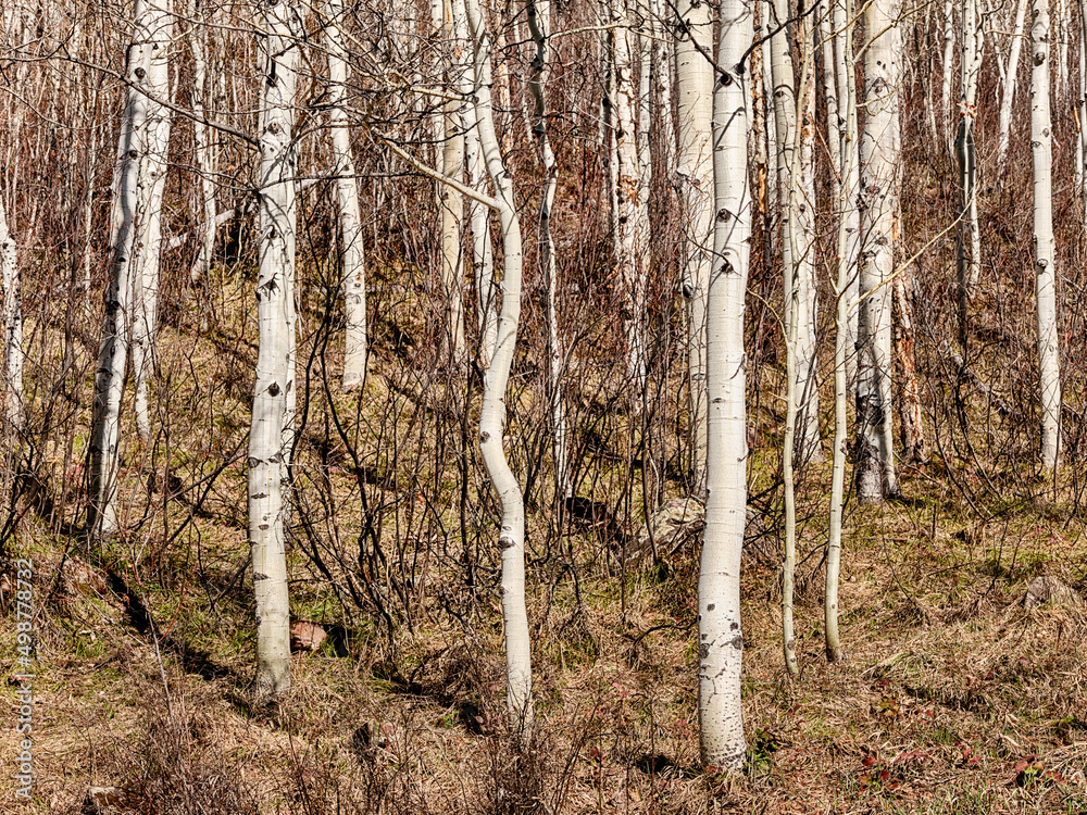 Obraz premium Colorado Aspen Grove