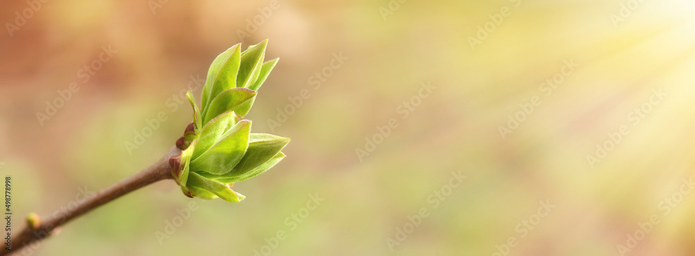 The first spring leaves on the branches of a tree against the sun's rays and a beautifully blurred spring background. Cherries. Spring background. Banner. Copy space The first spring leaves on the branches of a tree against the sun's rays and a beautifully blurred spring background. Cherries. Spring background. Banner. Copy space