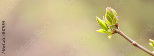 First spring leaves, buds on branches in spring. Lilac. Spring background.Banner. Copy space for text