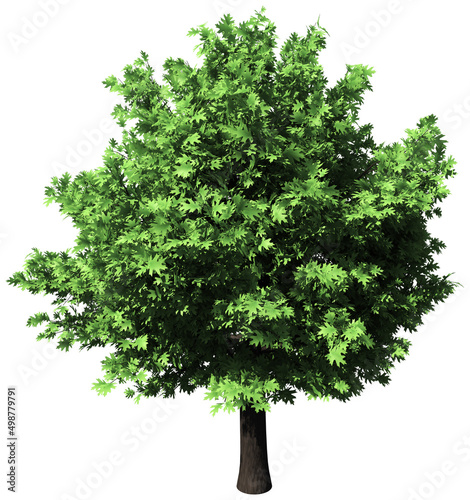 Oak tree isolated