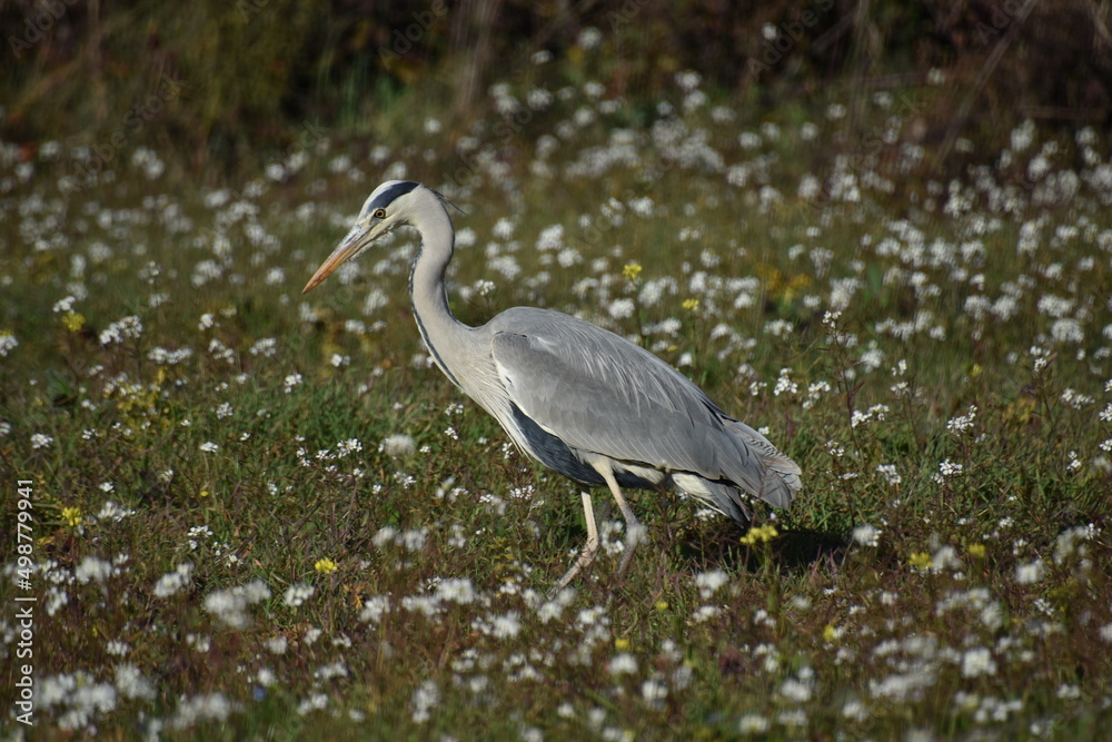 Fototapeta premium gray heron waiting to eat moles