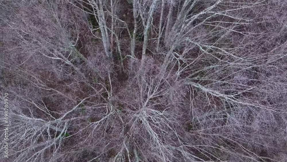Aerial view from a drone of the Engaña Tunnel in Pedrosa del Valdeporres in the surroundings of the Engaña River in the Merindad de Valdeporres. Las Merindades, Burgos, Castilla y Leon, Spain, Europe Aerial view from a drone of the Engaña Tunnel in Pedrosa del Valdeporres in the surroundings of the Engaña River in the Merindad de Valdeporres. Las Merindades, Burgos, Castilla y Leon, Spain, Europe