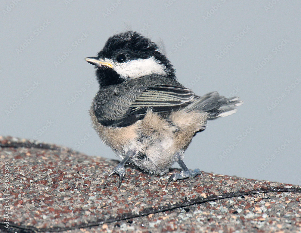 Naklejka premium Carolina Chickadee