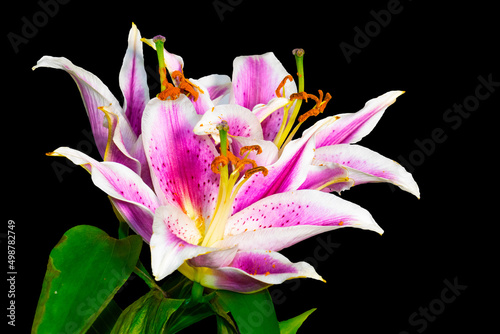Isolated Close up of the Purple Pretty Lily.  Lilium Flower.