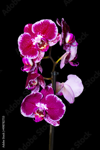 Isolated Purple Orchid on the Black Background. Orchidaceae Flower.