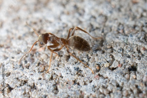 Black garden ant on the wall